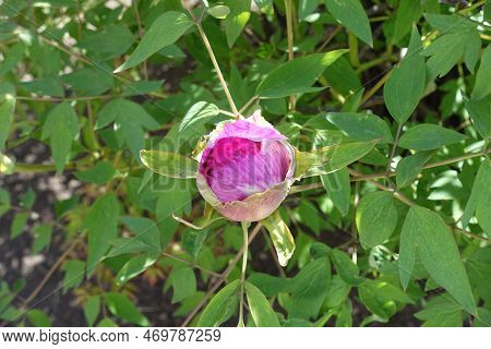 Bud Of Pink Tree Peony In April