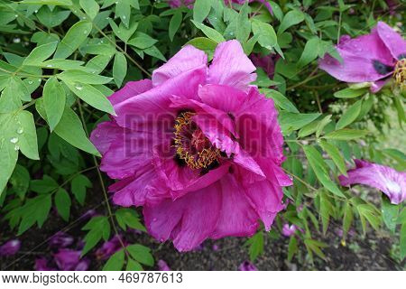Rain Drops On One Magenta Colored Flower Of Tree Peony In May