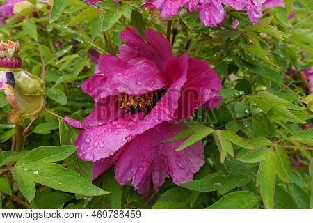 Water Drops On Magenta Colored Flower Of Tree Peony In May