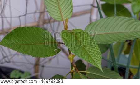 Kratom Is Scientifically Known As Mitragyna Speciosa (korth.) Havil. Kratom A Drug From Plant To A C