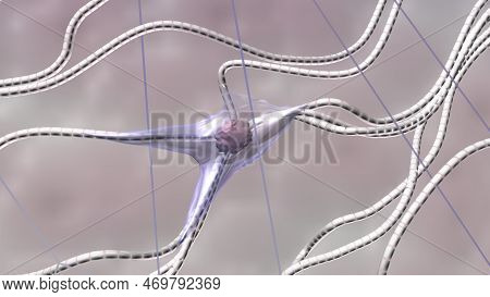 Fibroblast, Collagen And Elastic Fibers 3d Model