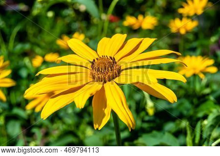 Fine Wild Growing Flower Aster False Sunflower On Background Meadow