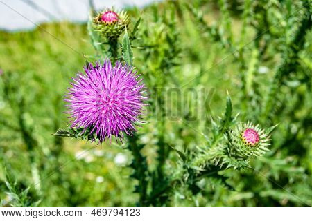Beautiful Growing Flower Root Burdock Thistle On Background Meadow