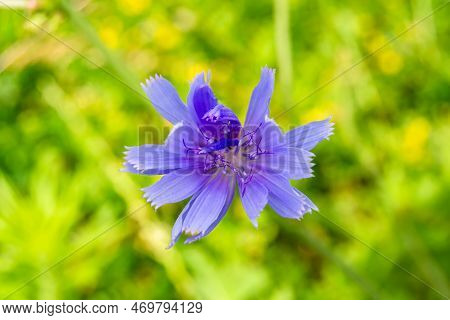 Beauty Wild Growing Flower Chicory Ordinary On Background Meadow