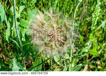 Beautiful Wild Growing Flower Seed Dandelion On Background Meadow