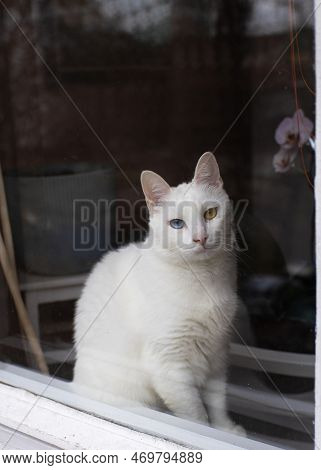 A Cute White Tomcat With Heterochromia Iridum Is Sitting On A Window Stool And Looking Through A Dir