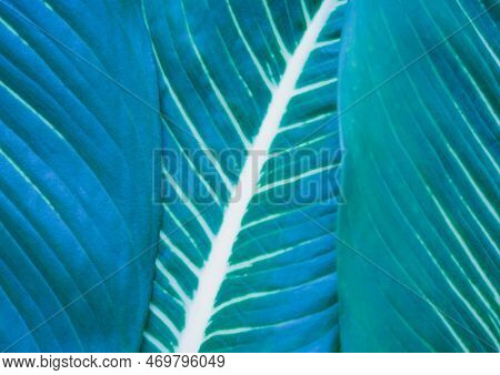 Close-up Macro Nature Exotic Blue Green Leave Texture Tropical Jungle Plant Dieffenbachia In Dark Ba