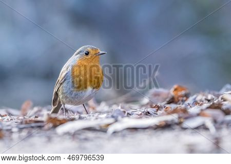 A Robin Songbird Looking For Food On The Ground In Winter In The City Forest Of Frankfurt In Hesse, 