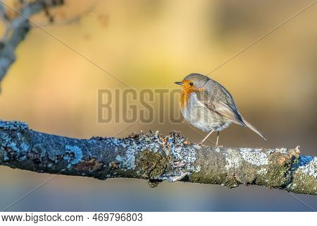 A Robin Songbird Looking For Food In Winter, Sitting On A Branch Of A Tree In The City Forest Of Fra