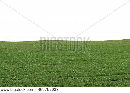 Green Field As A Background.  Green Grass In Spring Isolated On A White Background.