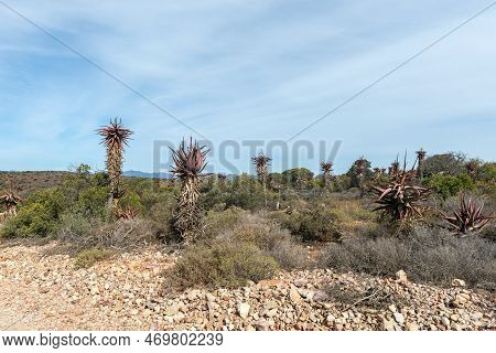 Tall Aloes Are Visible On The Rooiberg Pass Between Van Wyksdorp And Calitzdorp In The Western Cape 