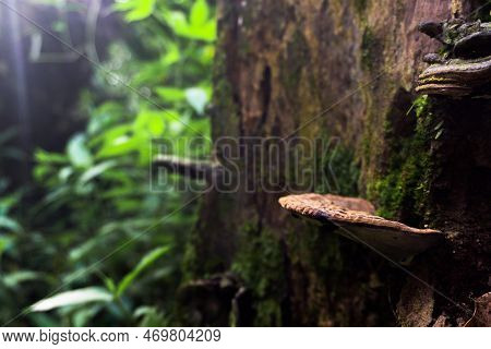 Mushroon Growing On A Tree Trunk On A Tree In The Dark,  Nature And Environmental Concept.