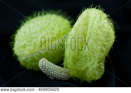 The Funny Plant Asclepias Moby Dick Blumigo