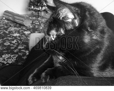 Chomutov, Czechia - January 01, 2023 - Black Cat Violka In Living Room