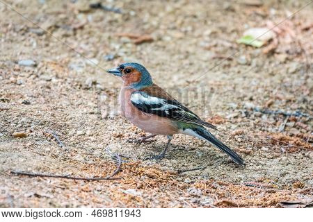 Common Chaffinch, Fringilla Coelebs, Sits On The Ground In Spring. Common Chaffinch In Wildlife.