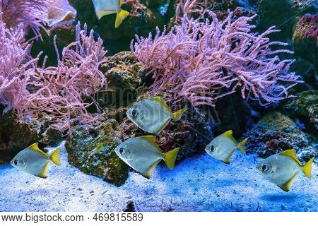 Monodactylus Argenteus, Silver Moonyfish, Silver Moony, Butter Bream, Diamondfish In Marine Aquarium