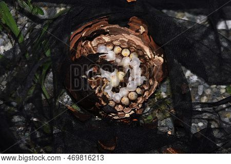 Hornet Nest. Hornets Are Large, Ferocious And Aggressive Bees That Form A Society Centered On The Qu