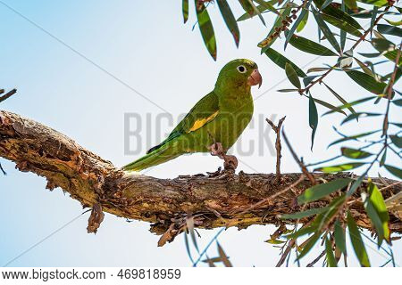 Periquitão-maracanã (white-eyed Parakeet - Psittacara Leucophthalmus)