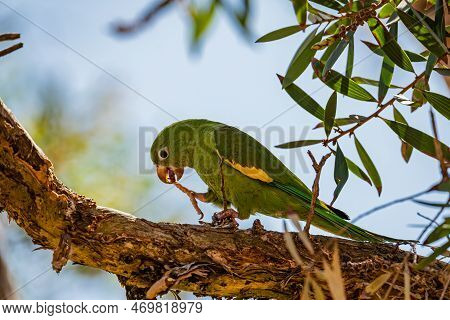 Periquitão-maracanã (white-eyed Parakeet - Psittacara Leucophthalmus)