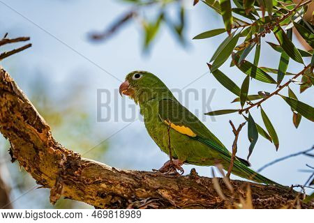 Periquitão-maracanã (white-eyed Parakeet - Psittacara Leucophthalmus)
