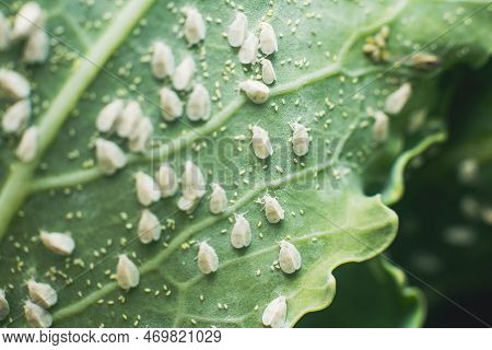 Whitefly Aleyrodes Proletella Agricultural Pest On Cabbage Leaf.