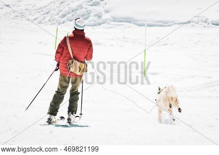 Skijoring Dog Racing Practice On Ski Slopes. Winter Dog Sport Competition. Siberian Husky Dog Pulls 
