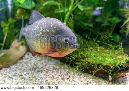 The Red-bellied Piranha (pygocentrus Nattereri) Freshwater Fish From South America