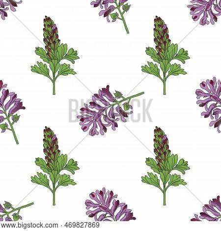 Vector Graphic Seamless Pattern With Fumaria Officinalis