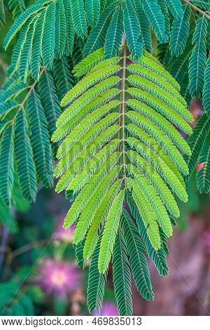 Close Up Of Mimosa Tree Leaves And Leaflets. Albizia Julibrissin Tree Flower, Persian Silk Tree, Pin