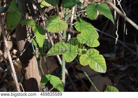 Ternately Compound Alternate Dentate Trichomatic Ovate Leaves Of Rubus Ursinus, Rosaceae, Native Shr