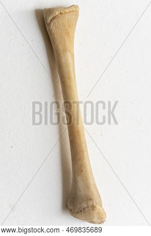Portrait View Of Femer. Bird Anatomy. This Is A Part Of Bird Skeletal System.