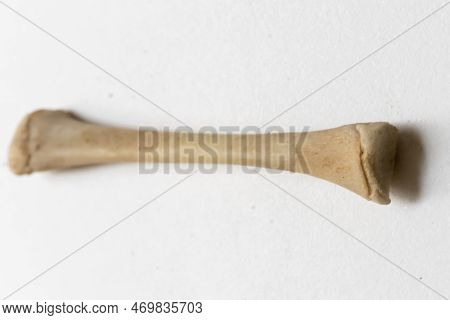 Femer Bird Anatomy Image Photo Free Trial Bigstock Femer Bird Anatomy Image Photo Free Trial Bigstock