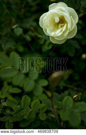 White Roseship Flower On A Dark Green Background. Card With Space For Text. High Quality Photo