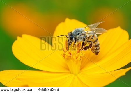 Image Of Bee Or Honeybee On Yellow Flower Collects Nectar. Golden Honeybee On Flower Pollen. Insect.