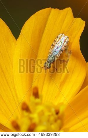 Image Of Larvae Spotted-winged Fly (neotephritis Finalis) On A Yellow Flower On Nature Background. I
