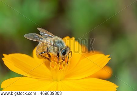 Image Of Bee Or Honeybee On Yellow Flower Collects Nectar. Golden Honeybee On Flower Pollen. Insect.
