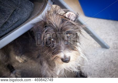 Black Schnauzer Breed Dog Lying On The Ground. No People