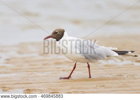A Black-headed Gull (chroicocephalus Ridibundus) Walking On The Beach, Cloudy Day In Summer, France