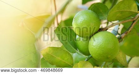 Lemon, Lime - Green Limes On A Tree, Fresh Lime Citrus Fruit In The Garden Farm Agricultural With Na