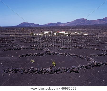 Vigneto con terreno vulcanico, Lanzarote.