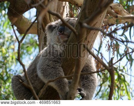 A Koala Sleeping In A Eucalyptus Tree