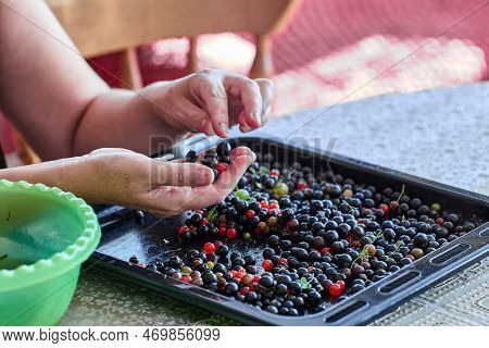 Farmer Rejects And Sorts Fresh Currants By Hand.