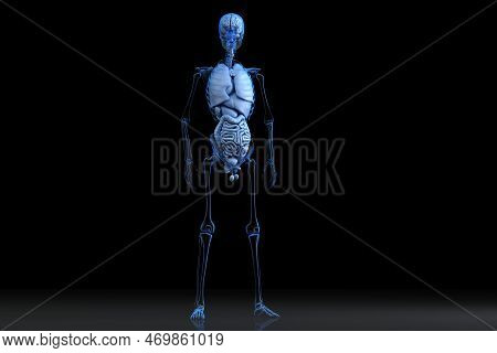 Illustration Of Human Male Anatomy. 3d Rendering