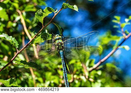 Southern Hawker, Aeshna Cyanea In The Dunes Of Corrubedo Natural Park In Galicia, Northern Spain In 