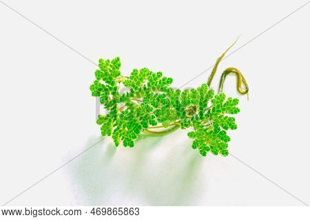 Green Azolla Microphylla  On White Background. Used As An Ingredient In Animal Feed.