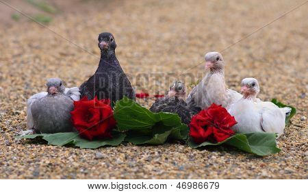장미 꽃과 함께 모래에 앉아 비둘기 Nestlings 조류