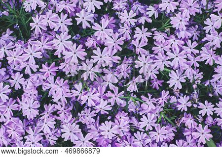 Delicate Carpet Of Pink Lilac Mattiola Flowers Evening Fragrance Spring Mood