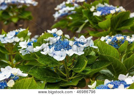 Beautiful Flower