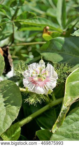 Closeup Of Beautiful Flower Of Wild Maracuja, Bush Passion Fruit, Wild Water Lemon