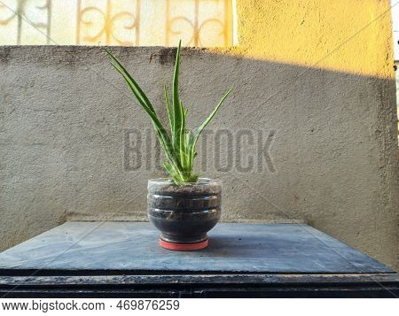 Stock Photo Of Empty Plastic Water Bottle Use As Container Or Pot For Planting Aloe Vera, Plant Kept